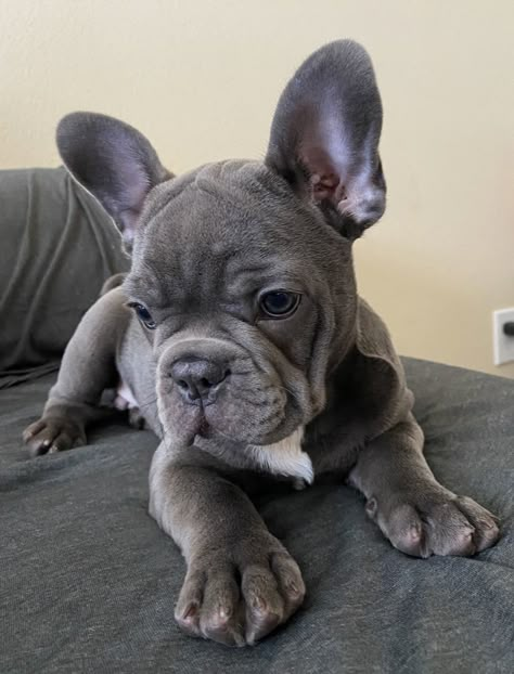 French Bulldog Aesthetic, Tea Cup Puppies, Big Dogs Breeds, Biggest Dog In The World, Puppy Teacup, Tattoos Dog, Tiny Puppy, Teacup Puppy, Biggest Dog