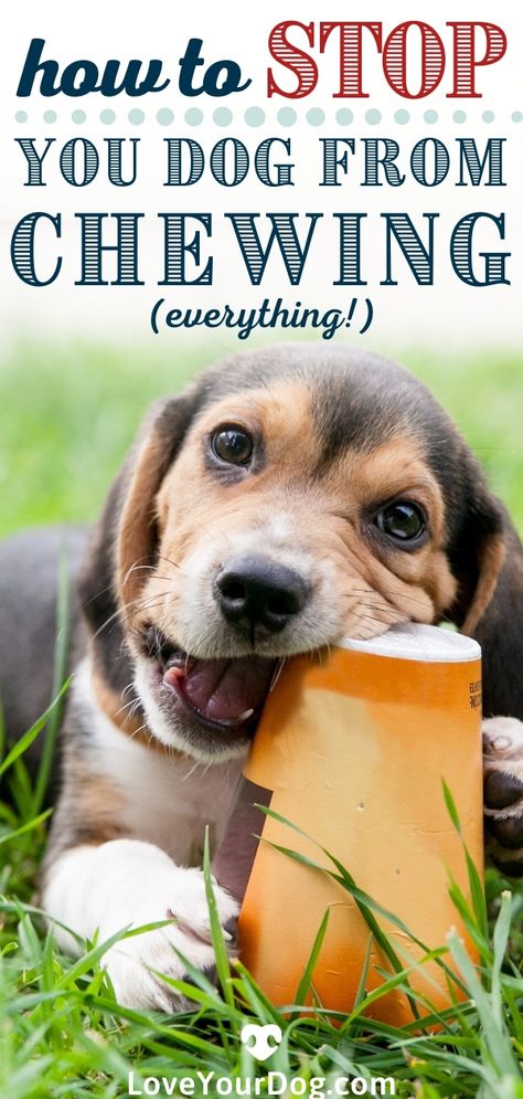 Stop Dog From Chewing Everything, Stop Dog Chewing, Dog Gadgets, House Training Dogs, Sleeping Puppies, Dog Training Advice, Puppy Chewing, Puppy Dog Eyes, Bad Behavior