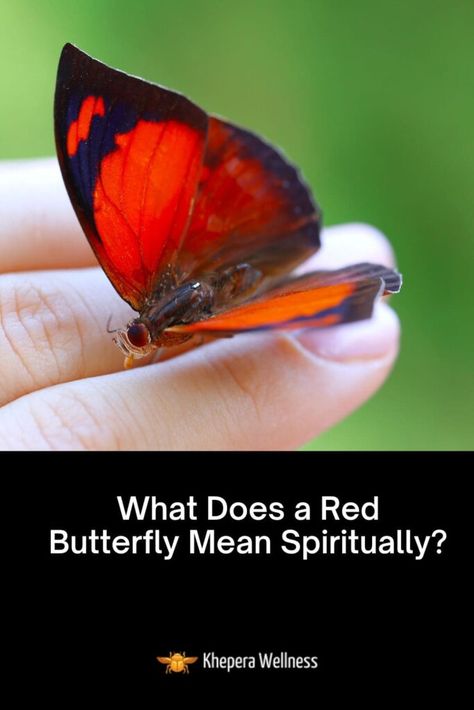 Red Butterfly Meaning, Butterfly Meaning, Red Meaning, Red Butterfly, Spiritual Messages, Spiritual Meaning, Do You Know What, Finding Peace, Beautiful Butterflies