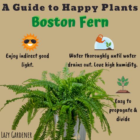 How To Care For A Boston Fern, Boston Fern In Bathroom, Boston Fern Care Indoor Plants, Fern Planters Ideas Indoor, Fern Care Indoor, Fern Propagation, Boston Fern Care, Fern Plant Care, Caladium Care