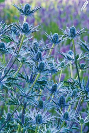 Flower Garden Plans, Flower Identification, Sea Holly, Wallpaper Flower, Gravel Garden, Side Garden, Blue Garden, Big Blue, Front Garden