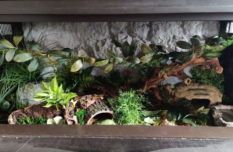 Snake Terrarium Decor, 4x2x2 Ball Python Enclosure, Snake Cage Ideas Ball Python, Ball Python Enclosure Ideas Diy, Snake Tank Setup Ball Python, Snake Cage Ideas, Snake Terrarium Ideas Ball Python, Ball Python Terrarium Ideas, Ball Python Terrarium