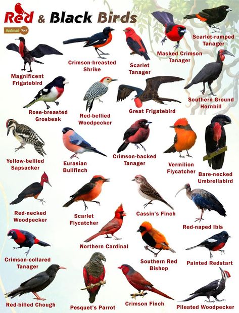 Red and Black Birds – Facts, List, Pictures Dragonfly Facts, Tiny Baby Animals, Names Of Birds, Backyard Birds Watching, Action Wallpaper, Backyard Birds Sanctuary, Pig Breeds, Bird Breeds, Bird Facts