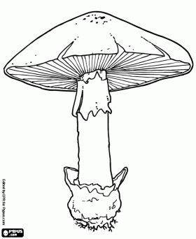 Model mushroom to identify the different parts of mushrooms coloring page - bjl Mushrooms Coloring Pages, Mushroom Drawing, Coloring Pages Printable, Mushroom Art, Trippy Art, Printable Games, Line Art Drawings, Pyrography, Colouring Pages