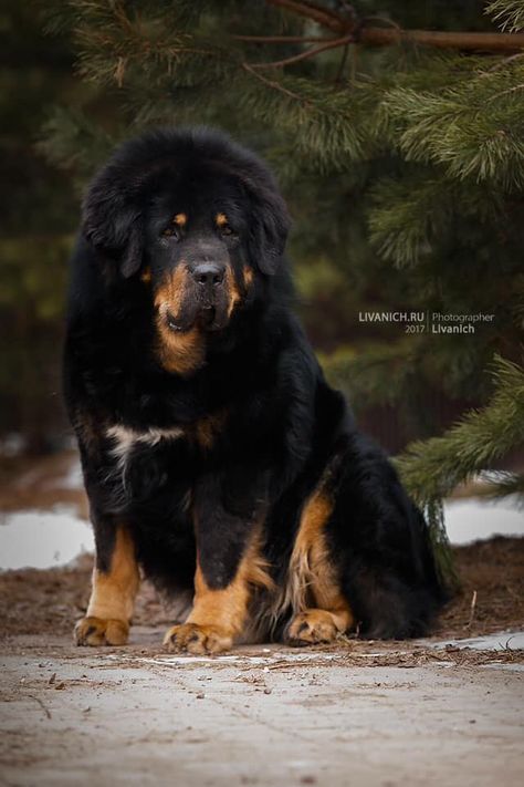 Tibetan mastiff Caucasian Dog, Tibetan Mastiff Puppy, Tibetan Mastiff Dog, Tattoo Animals, Pet Anime, Biggest Dog, English Dogs, Wallpaper Dog, Tattoo Dog