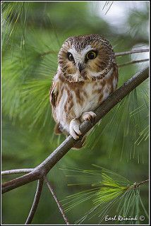 Saw Whet Owl, Awesome Owls, Owl Photos, Hoot Owl, Owl Pictures, Beautiful Owl, Owl Bird, Baby Owls, Barn Owl