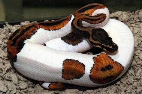 A Piebald Python - A Color Com is listed (or ranked) 17 on the list Rare And Beautiful Animals That Aren't Their Normal Color Pretty Snakes, Ball Python Morphs, Ball Pythons, Albino Animals, Cute Reptiles, Python Snake, Cute Snake, Reptile Snakes, Pet Snake