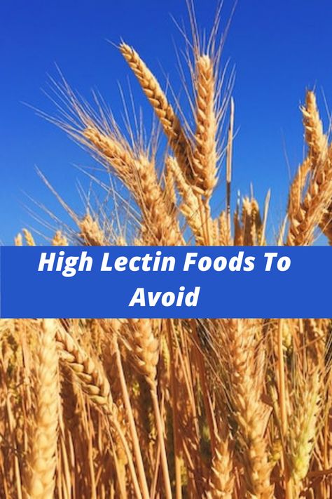 Lectins are a protein that is found in every form of life, including foods. Small amounts of lectin can provide health benefits. It's when large amounts are consumed that reduces the body's ability to absorb nutrients. There are many foods high in lectin to avoid to make sure you're not reducing your nutrient absorption. High Lectin Foods To Avoid, Lectin Foods To Avoid, Foods With Lectins To Avoid, Lectins To Avoid, High Lectin Food List, Foods High In Lectins, Lectin Foods, Low Lectin Foods, What Are Lectins