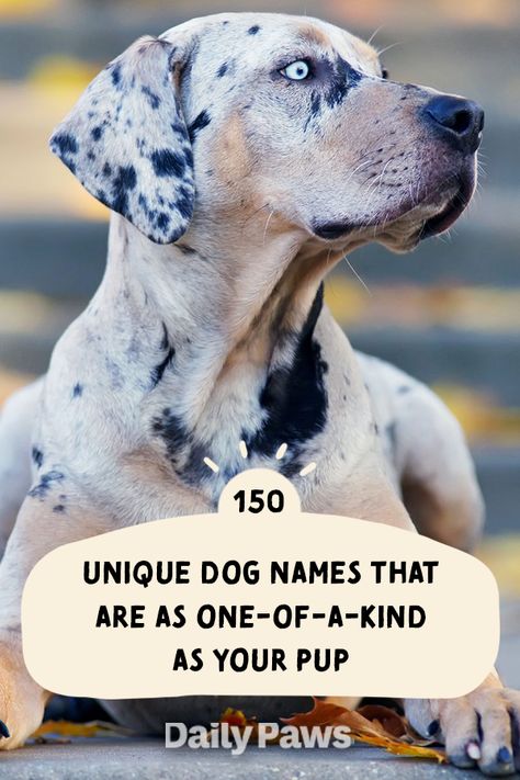 This list of clever, unique dog names will help you choose a name that’s as special as your pet. #dognames #puppynames #puppyparents #cutedognames Catahoula Leopard Dog Facts, Cool Dog Breeds, Catahoula Leopard Dog Puppy, Unique Dog Names, Service Dogs Breeds, Louisiana Catahoula Leopard Dog, Best Cat Breeds, Kitten Breeds, Cool Attitude