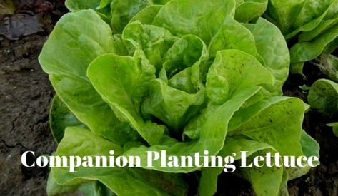 Companion Planting Lettuce | Growing Guides Companion Planting Layout, Planting Layout, Planting Lettuce, Best Ground Cover Plants, Companion Planting Chart, Planting Marigolds, Growing Marigolds, Companion Planting Vegetables, Fruit Bearing Trees