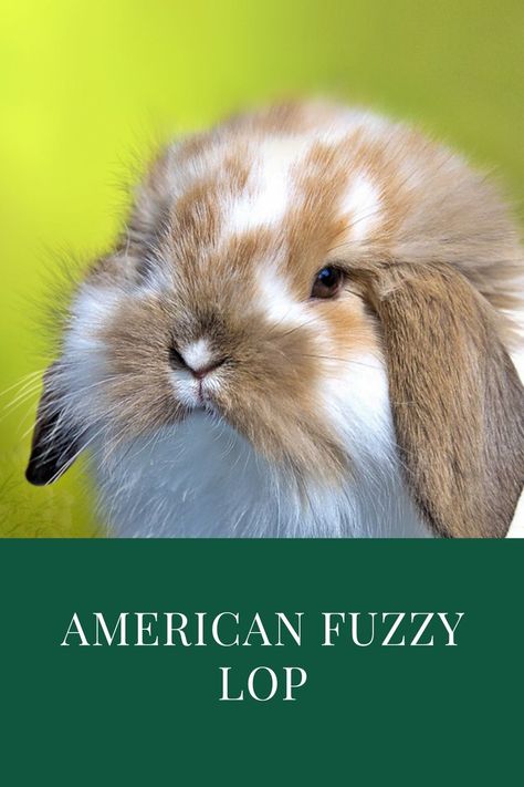 Best 10 American Fuzzy Lop Facts, History, Care American Fuzzy Lop Bunny, Fuzzy Lop Bunny, American Fuzzy Lop, Lop Bunny, Rabbit Breeds, Indoor Rabbit, Holland Lop, Rabbit Cage, Cute Bunny