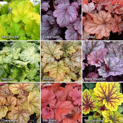 Perennials Low Maintenance, Coral Bells Heuchera, Shade Garden Plants, Coral Bells, Shade Perennials, Woodland Garden, Fall Plants, Perennial Garden, Shade Plants