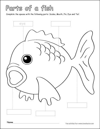 Parts of a fish preschool colouring activity. http://cleverlearner.com/color-the-parts/parts-of-a-fish.html #coloringsheets Parts Of A Fish Preschool, Fish Activity Preschool, Fish Unit Study, Parts Of A Fish, Fish Worksheet, Fish Preschool, Preschool Color Activities, Ocean Theme Preschool, Shapes Worksheet Kindergarten