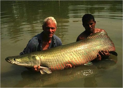 A 150-pound arapaima was caught in the Rio Maderia floodplain lake in Brazil. Dangerous Fish, Jeremy Wade, Fish List, Ikan Air Tawar, River Monsters, Monster Fishing, Water Animals, River Fishing, Deep Sea Fishing