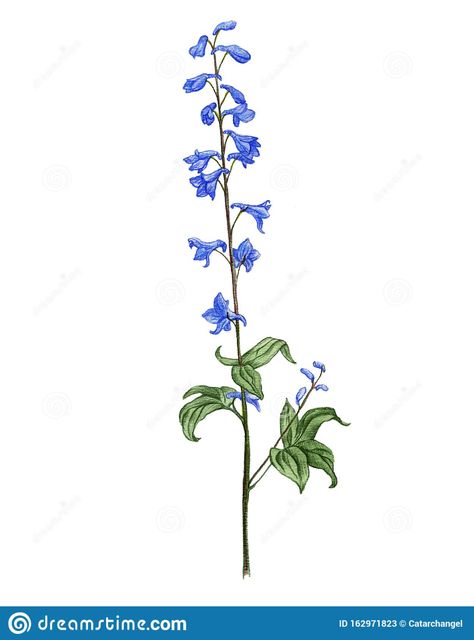 Larkspur Flower Drawing, Larkspur Drawing, Larkspur Flower, Delphinium Flowers, Flower Step By Step, Painting Flowers Tutorial, Bouquet Tattoo, Acrylic Painting Flowers, Hand Drawn Illustration