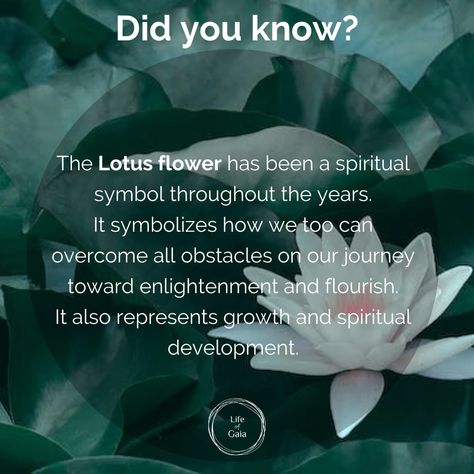 White Lotus Flower Meaning, Blue Lotus Flower Meaning, Lotus Flower Meaning Spiritual, Lotus Symbolism, Lotus Meaning, Lotus Flower Symbolism, Tattoos Meaning Strength, Lotus Flower Tattoo Meaning, Lotus Flower Meaning