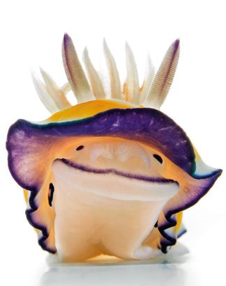 This sea slug looks happy. - Album on Imgur Sea Slug, Slug, Purple, White