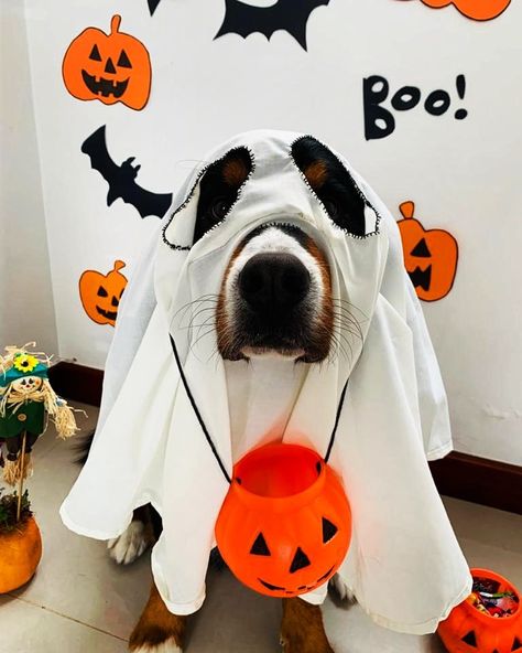 Bernese Mountain Dog Costume, Bernese Mountain Dog Halloween Costumes, Big Dog Halloween Costumes, Dog Costume Halloween, Fall Cats, Dog Pumpkin, Fall Dog, Costume Inspo, Dog Halloween Costumes