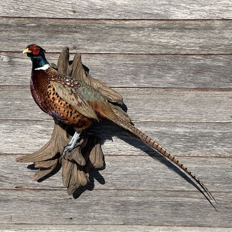 Pheasant Wall Mount, Pheasant Taxidermy Mount, Pheasant Mounts Ideas, Pheasant Mounts Taxidermy, Pheasant Taxidermy, Bobcat Mounts, Hunting Mounts, Pheasant Mounts, Trophy Room Ideas