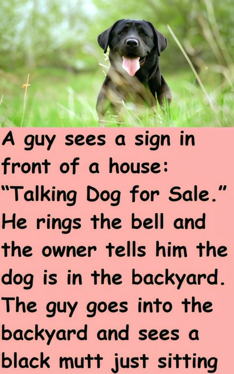 Really funny short jokes, Short jokes funny, Dog shaming funny, Funny talking dog, Talking dog, Funny mom jokes Funny Talking Dog, Dog Talking, Dog Shaming Funny, Funny Dog Signs, Funny Dog Jokes, Funny Italian Jokes, Good Jokes To Tell, Talking Dog, Funny Talking