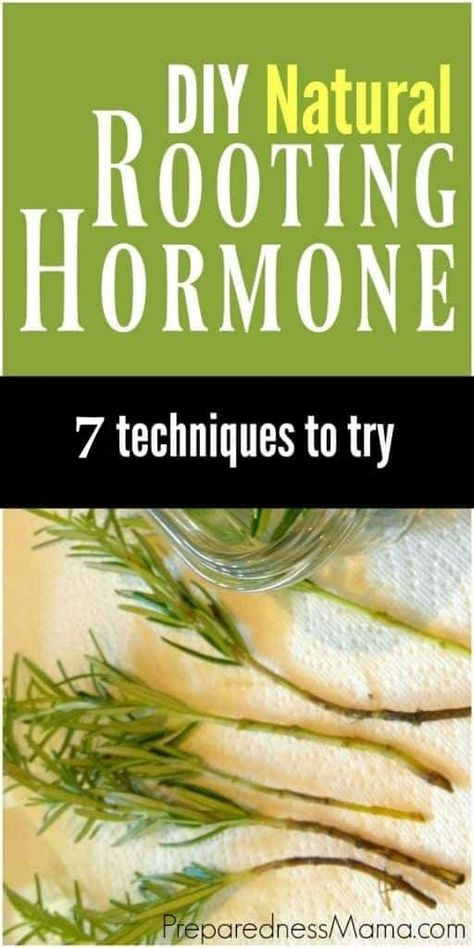 Rooting Hormone Diy, Rosemary Plant, Rooting Hormone, Organic Vegetable Garden, Organic Gardening Tips, Hydroponic Gardening, Plant Cuttings, Propagating Plants, Organic Vegetables