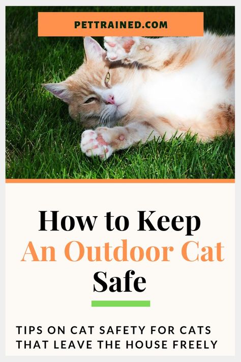 Keeping your cat safe is a serious concern when you allow your cat to move freely outdoors, as a cat that goes outdoors freely is at risk of many more dangers than a cat that is always indoors. www.PetTrained.com Here are some tips on how to keep an outdoor cat safe and some steps to take to protect and provide a safer environment for your cat while outside. #catharness #leashtraining #CatSafety #catcollar #pet #Animals #petfence #catcage Outside Cats Tips, Outdoor Cats Tips, Indoor Outdoor Cat, Cat Outside, Outdoor Cat, How To Introduce Cats, Inside Cat, Cats Outside, Cat Fence