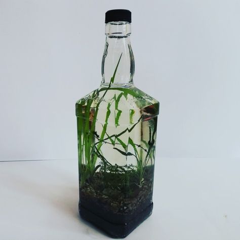 Add aquatic plants inside whiskey Bottle and decorative your living space. You can easily make this diy whiskey Bottle craft project. This doesn't have any fish inside and is like an aqua terrarium with some snails inside. Check out the full video.. Liquor Bottle Terrarium, Whiskey Bottle Terrarium, Whiskey Bottle Crafts Diy, Bottle Aquarium, Aqua Terrarium, Whiskey Bottle Crafts, Diy Whiskey, Bottle Craft Ideas, Bottle Candle Holder