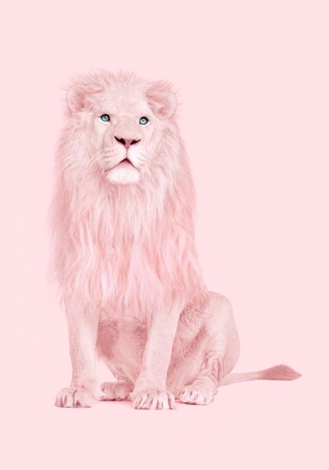 Pink Lion Albino Lion, Paul Fuentes, Lion Poster, Lion Wallpaper, Wallpaper Tumblr, Pink Animals, Pastel Pink Aesthetic, Lion Art, Pink Vibes