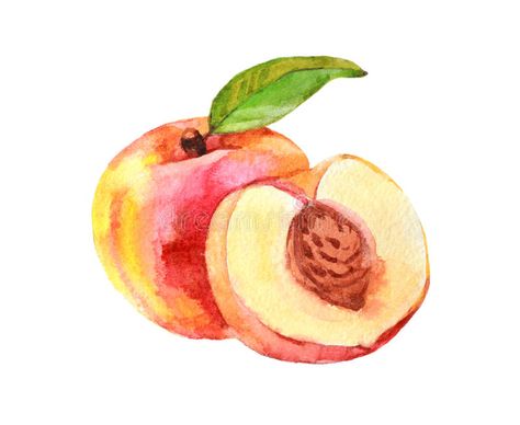 Fruits Drawing, Watercolor Food, Peach Fruit, Fruit Wallpaper, Watercolor Fruit, Fruit Illustration, Free Art Prints, Fruit Painting, Easy Watercolor