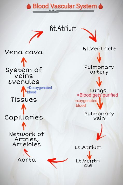 Making Human anatomy easy by arts Vascular System, Learn Biology, Radiology Imaging, Phlebotomy, Anatomy And Physiology, Blood Circulation, Nursing School, Medical, Human