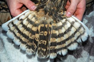 short eared owl tail Harpy Oc, Owl Talons, Study Blog, Ghibli Characters, Short Eared Owl, Black Owl, Book Smart, Great Horned Owl, Model Inspo