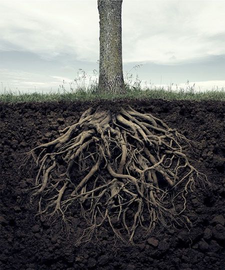 by Yugoslavian photographer Andric. He says, "A good image should always leave some Roots Illustration, Deep Roots, 다크 판타지, Tree Roots, Beneath The Surface, Tree Tattoo, Tree Forest, Beautiful Tree, Tree Art