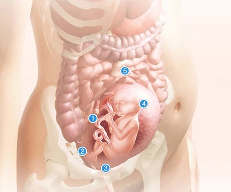 23 week fetus in uterus... week by week of baby and body Mac Barnett, 17 Weeks Pregnant, 26 Weeks Pregnant, 16 Weeks Pregnant, Prenatal Classes, Pregnancy Labor, Weeks Pregnant, All About, Baby Tips