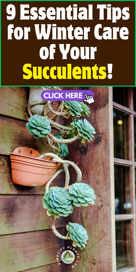 "Discover 9 essential tips for winter care of your succulents! Learn 
effective strategies for winter protection, cold weather care, and frost 
prevention to keep your plants thriving. Explore the importance of indoor 
transfer, managing seasonal dormancy, and temperature regulation to ensure 
your succulents survive the chilly months. Perfect your winter succulent 
care routine with these expert insights!" Succulent Care Indoor, Cold Weather Plants, Succulents Care, Tips For Winter, How To Water Succulents, Winter Care, Succulent Care, Succulents Indoor, Succulent Pots