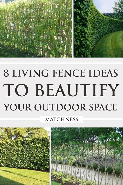 121 Living Fence Ideas, Living Fences, Hedges Landscaping, Fences Alternative, Privacy Landscaping Backyard, Fencing Options, Soil Erosion, Natural Fence, Outdoor Entryway