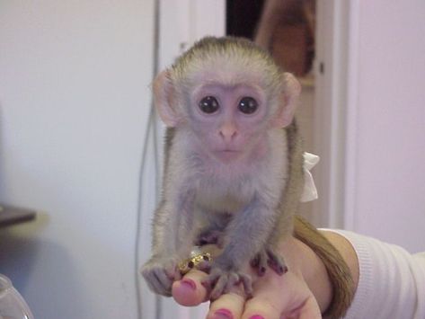 Capuchin Monkey Pet, Pet Monkey For Sale, Monkey Pet, Capuchin Monkeys, Monkeys For Sale, Baby Monkeys, Capuchin Monkey, Body Wellness, Beautiful Kittens