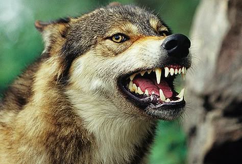 Wolf (Canis lupus) snarling, close-up, Ca... by Tom Brakefield | Getty Images Teeth Art Reference, Wolf Angry, Canine Anatomy, Snarling Wolf, Wolf Reference, Wolf Poses, Baby Wolves, Angry Wolf, Wolf World