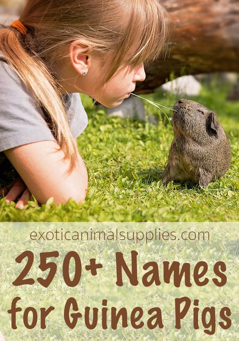 Over 250 names for guinea pigs. Funny, cute, and adorable names for guinea pig pairs, as well as male and female guinea pigs. Use our brainstorming exercises to find the perfect name for your piggie. #guineapigs Guinea Pig Names Male, Guinea Pig Names Girl, Ginnie Pigs, Guinea Pig Names, Pig Names, Pig Quotes, Female Guinea Pigs, Guinea Pig Diet, Guinea Pig Breeding