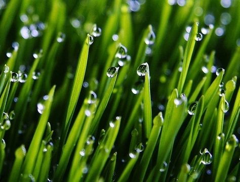 Foto Macro, Fae Folk, Close Up Photography, Morning Dew, Wheat Grass, Water Art, Dew Drops, Green Landscape, Jolie Photo