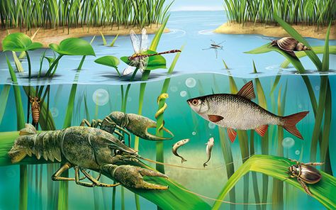 Ecyclopedia "Animals in the lake and on the fields' on Behance Bird Mural, Ecology Art, Lake Animals, Cartoon Sea Animals, Wildlife Illustration, Jungle Mural, Underwater Pictures, Under The Water, Pond Life