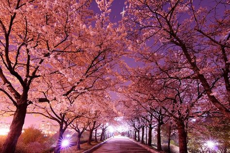 Korea's beautiful blossom season — Steemit Nami Island, Japan Cherry Blossom, Cherry Blossom Wallpaper, Korea Wallpaper, Cherry Blossom Japan, Wallpaper Estetika, Wallpaper Homescreen, Nature Background Images, Laptop Backgrounds