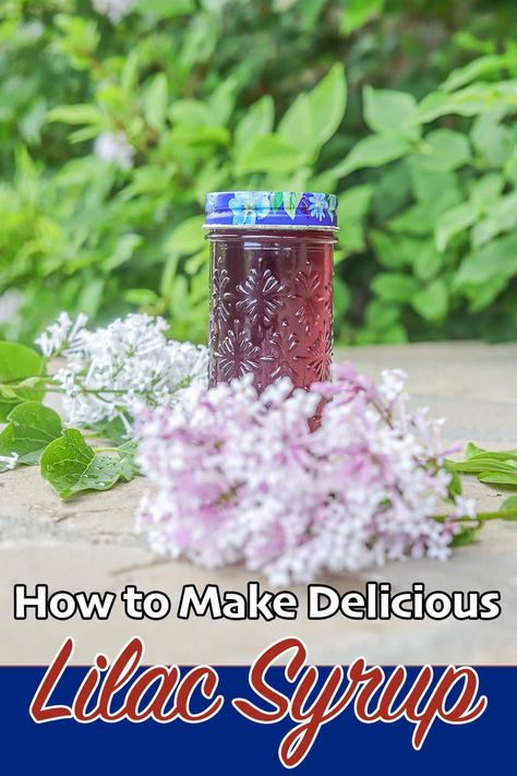 This Lilac Simple Syrup recipe is a new favorite and a great way to make use of lilacs when they're in bloom. The syrup has endless uses and imparts a beautiful lilac flavor to many recipes. Lilac Syrup Recipe, Infused Syrups, Lilac Simple Syrup, Lilac Recipes, Assyrian Food, Lilac Syrup, Lemonade Cocktails, Backyard Homesteading, Birthday 28