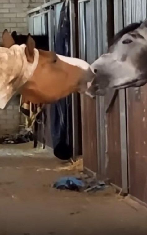 There's nothing like some barn aisle smooches -- we just might prefer it with a little less tongue! 😂 Happy Tuesday, Horse Nation. Go riding! Happy Tuesday, Beautiful Horses, Kentucky, Horses