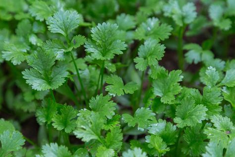 Okra Companion Planting, Cilantro Benefits, Nitrogen Fixing Plants, Cilantro Seeds, Companion Plants, Attracting Beneficial Insects, Plant Problems, Tall Flowers, Sugar Snap Peas