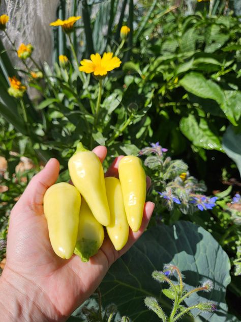 Yellow Jalapeno - GOLD! Growing Peppers, Hatch Chile, Ghost Peppers, Seed Catalogs, Green Chile, Stuffed Sweet Peppers, Stuffed Jalapeno Peppers, Stuffed Hot Peppers, Red Peppers