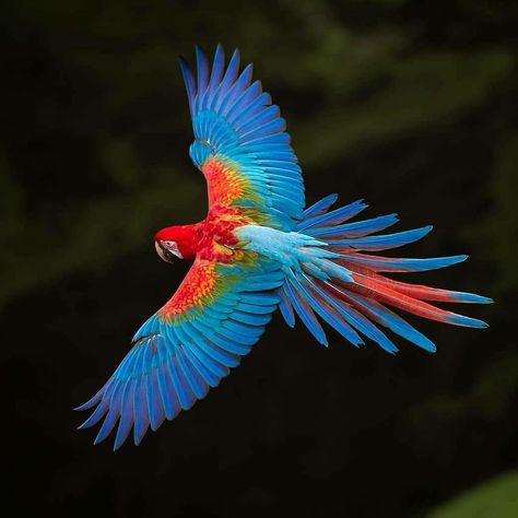 Media Source: https://www.instagram.com/p/B_h8nL0gfQr/  Macaws  Photo by  @octaviocampossalles . . #birds #wildlife #nature #wings #earth #art #photographer #travel #painter #xtrail #butterfly #macro #model #girls #cat #fashion #flowers #black #birding #birdwatching #instagram  #animal #pet #fotography #birdsphotography #portrait #wildlifephotographer #fishing #love ( #📷 @dailybirdpix ) #animals #mammals #wildlifephotography #art Parrot Flying, Conure Parrots, Parrots Art, Nebulas, Art Appliqué, Bird Pictures, Exotic Birds, Tropical Birds, Pretty Birds