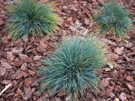 Festuca Glauca, Mexican Feather Grass, Fescue Grass, Blue Fescue, Shade Grass, Growing Grass, Ornamental Grass, Rock Garden Plants, Fountain Grass