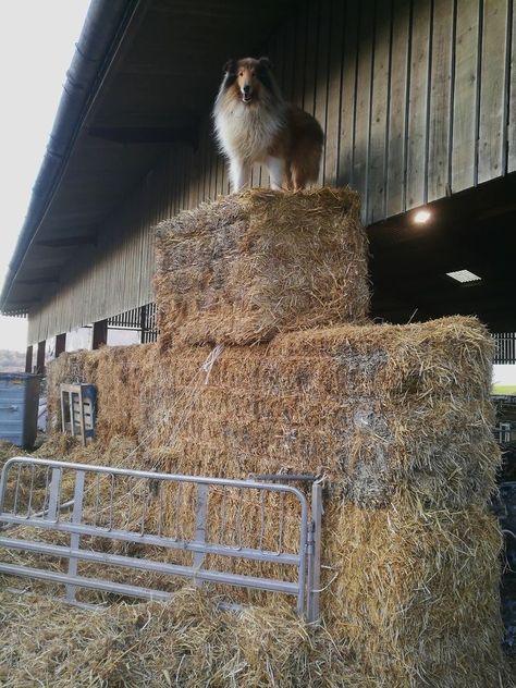 Pastor Collie, Scotch Collie, Rough Collies, Smooth Collie, Herding Cats, Sheep Dogs, Shetland Sheep, King Of The Hill, Dog List