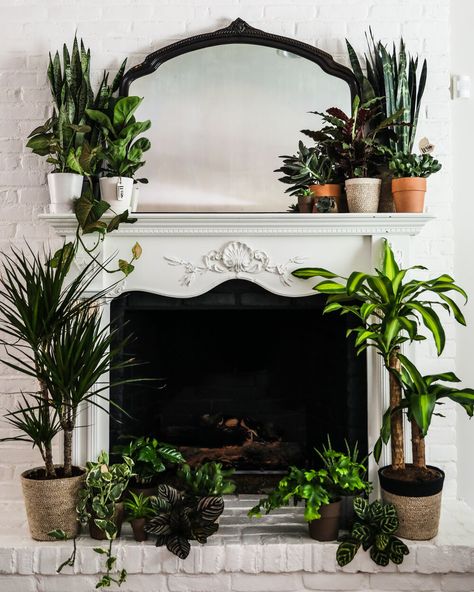 Plants Mantle Decor, Plants Beside Fireplace, Mantel With Plants, Plant Fireplace Decor, Plants Inside Fireplace, Plants Fireplace Decor, Fireplace Decor Plants, Plants Near Fireplace, Plant Mantle Decor