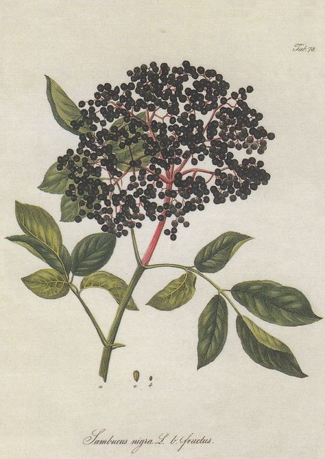 Nature's Pharmacy Deck - Elder Elder Berry, Sambucus Nigra, Pharmacy, Card Games, Plant Leaves, Berry, Plants, Nature